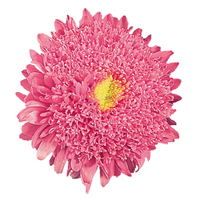 Standy Salmon Pink