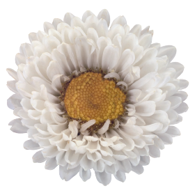   Fan® White