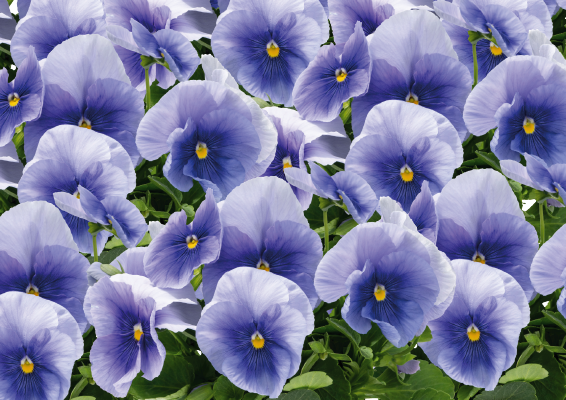 
                        Viola
             
                        wittrockiana F₁
             
                        Inspire® Plus
             
                        Light Blue
            
