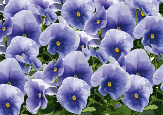 Viola wittrockiana F₁ Inspire® Plus Light Blue | Benary