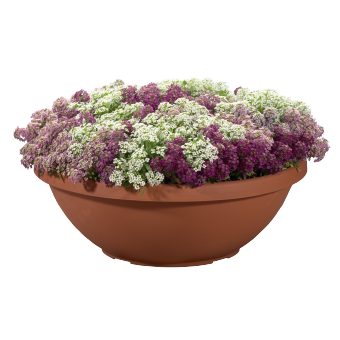 
                        Lobularia
             
                        maritima
             
                        Wonderland®
             
                        Mulberry Mix
            