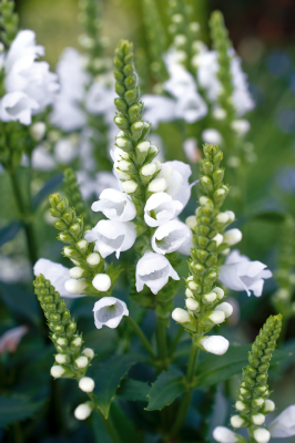 
                        Physostegia
             
                        virginiana
             
                        Crystal Peak
            