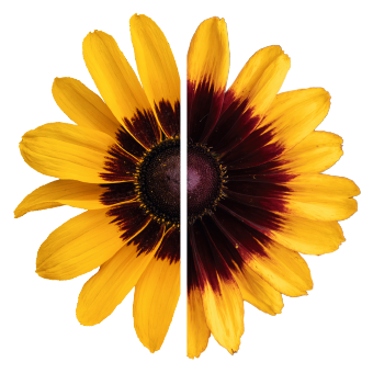 
                        Rudbeckia
             
                        hirta
             
                        Pawnee Spirit
            