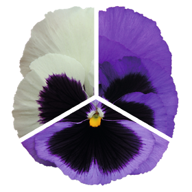 Viola&Roses – Viola and Roses