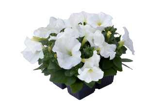 
                        Petunia
             
                        x hybrida F₁
             
                        BOOM!™ HD
             
                        White
            