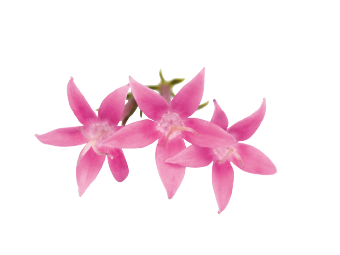 Pentas
             
                        lanceolata F₁
             
                        Graffiti®
             
                        Pink