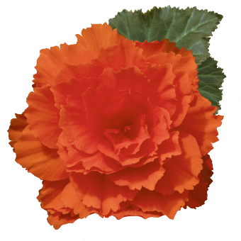 
                        Begonia
             
                        tuberhybrida F₁
             
                        Nonstop Joy®
             
                        Orange
            