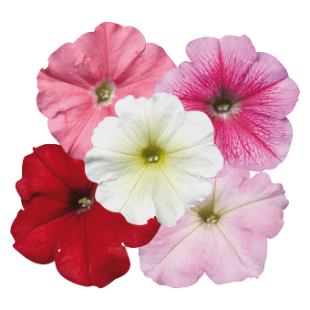 Petunia
x hybrida multiflora F₁
Celebrity
Desert Sky Mix