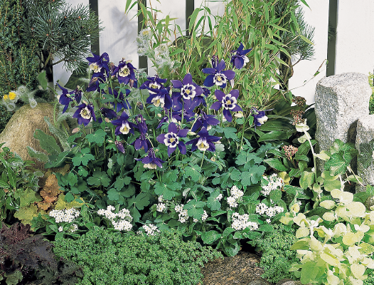 
                        Aquilegia
             
                        hybrida F₁
             
                        Spring Magic®
             
                        Navy & White
            