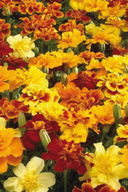 Tagetes patula Safari
