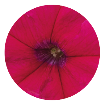 
                        Petunia
             
                        x hybrida grandiflora F₁
             
                        SUCCESS! 360°
             
                        Deep Rose
            