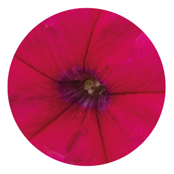 Petunia
x hybrida grandiflora F₁
SUCCESS! 360°
Deep Rose