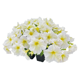   SUCCESS! 360° Light Yellow