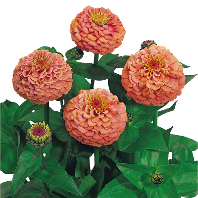 
                        Zinnia
             
                        elegans
             
                        Oklahoma
             
                        Salmon
            