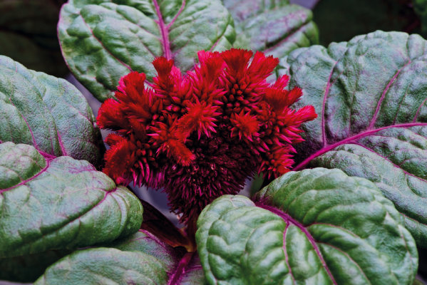 
                        Celosia
             
                        cristata
             
                        Brainiac
             
                        Raven Red
            