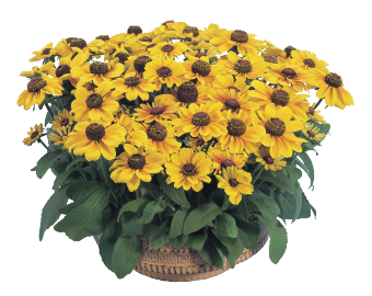 
                        Rudbeckia
             
                        hirta
             
                        Toto®
             
                        Gold
            