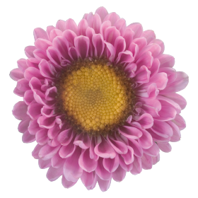   Fan® Pink