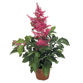 Astary® Rose
