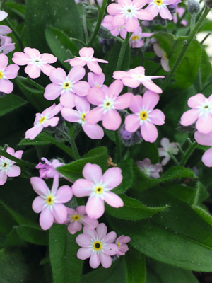 
                        Myosotis
             
                        sylvatica
             
                        Bellamy
             
                        Pink
            