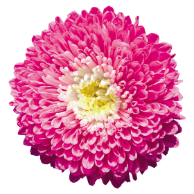   Standy Carmine &amp; White