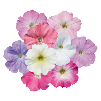 
                        Petunia
             
                        x hybrida multiflora F₁
             
                        Celebrity
             
                        Pastel Mix
            