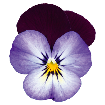
                        Viola
             
                        cornuta F₁
             
                        Admire®
             
                        Neon Purple Wing
            