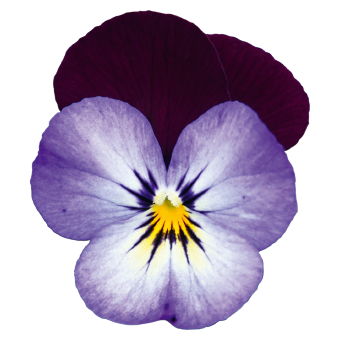 Viola
cornuta F₁
Admire®
Neon Purple Wing