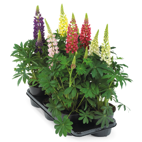   Lupini Mix