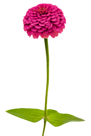 
                        Zinnia
             
                        elegans
             
                        Oklahoma
             
                        Carmine
            