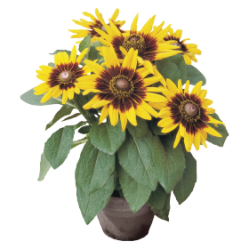 Rudbeckia hirta Sonora 
