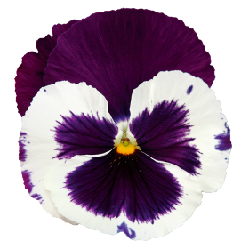   Inspire® DeluXXe® White Violet Wing