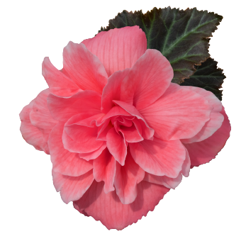 
                        Begonia
             
                        tuberhybrida F₁
             
                        Nonstop Joy®
             
                        Mocca Rose
            