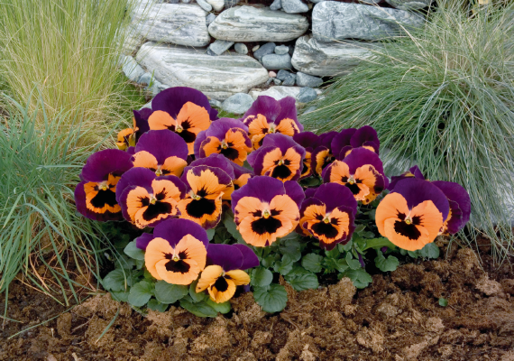 Viola
wittrockiana F₁
Inspire®
Purple & Orange