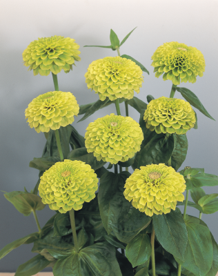 Zinnia
elegans
Benary's Giant
Lime