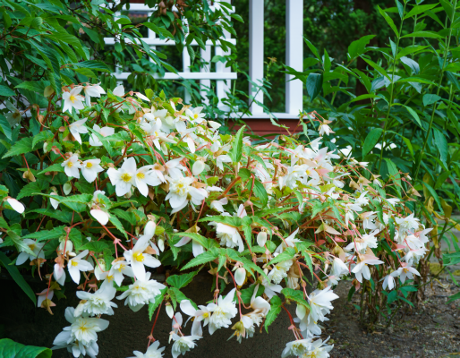 
                        Begonia
             
                        boliviensis F₁
             
                        Sun Cities Collection
             
                        Santa Barbara
            