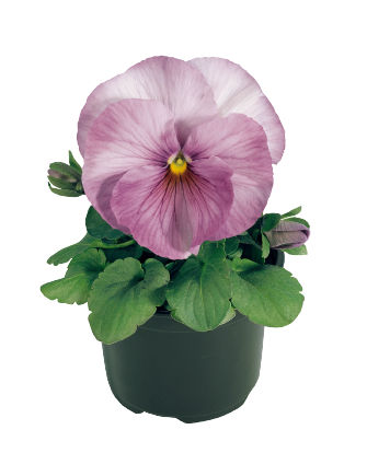 
                        Viola
             
                        wittrockiana F₁
             
                        Inspire®
             
                        Lilac Shades
            