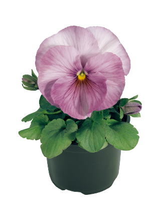 Viola
             
                        wittrockiana F₁
             
                        Inspire®
             
                        Lilac Shades