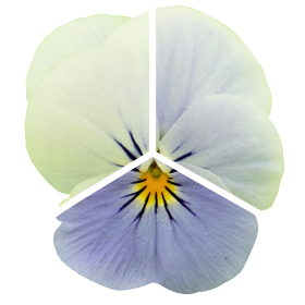 fiorina＊ Viola cornuta F₁ Admire® Blue Heaven | Benary