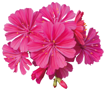 
                        Lewisia
             
                        cotyledon
             
                        Elise
             
                        Ruby Red
            