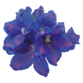 Delphinium grandiflorum Blue Mirror 