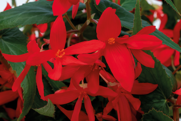 
                        Begonia
             
                        boliviensis F₁
             
                        Groovy
             
                        Red
            