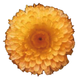   Bon Bon Apricot