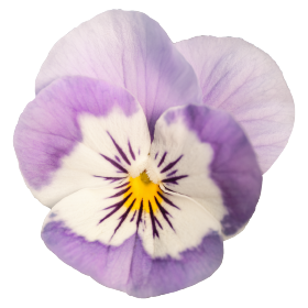 Viola cornuta F₁ Admire® Deep Purple Face | Benary Viola cornuta F₁ Admire® Deep Purple Face | Benary