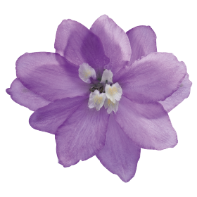 Magic Fountains Lavender White Bee