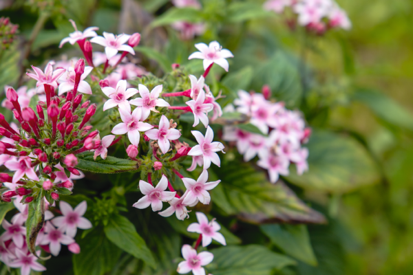 
                        Pentas
             
                        lanceolata F₁
             
                        Graffiti®
             
                        Appleblossom
            