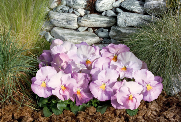 
                        Viola
             
                        wittrockiana F₁
             
                        Inspire®
             
                        Lavender Pink
            