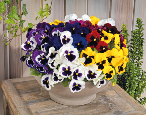 
                        Viola
             
                        wittrockiana F₁
             
                        Inspire® DeluXXe®
             
                        Maxi Mix
            