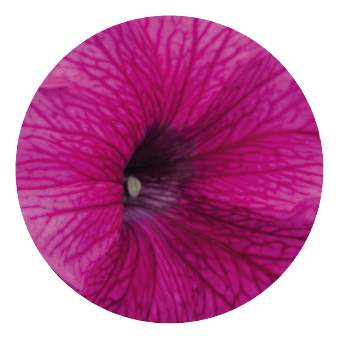 Petunia
x hybrida grandiflora F₁
SUCCESS! 360°
Burgundy Vein