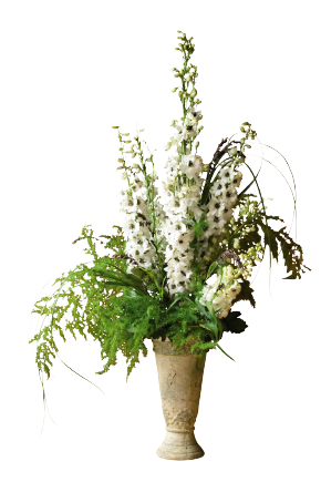 Delphinium
             
                        hybrida
             
                        Benary's Pacific
             
                        Percival