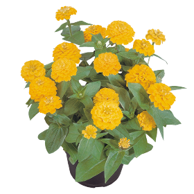   Zinnita Yellow